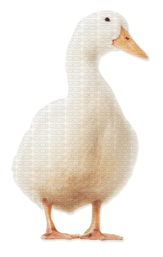 duck png deco autumn kikkapink - 免费PNG