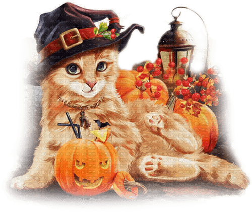 soave cat halloween  witch cat pumpkin lamp - 無料png