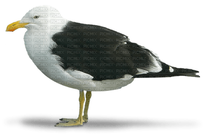 gull katrin - ücretsiz png