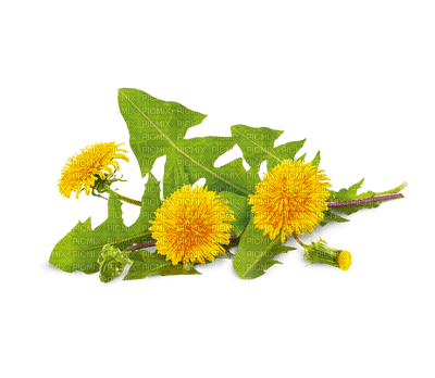 pissenlit dandelion fleur printemps - бесплатно png