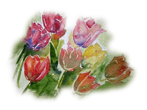 loly33 tulipe - darmowe png