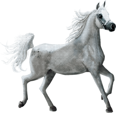 aze cheval blanc White - png gratuito