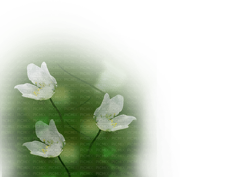 blommor grön--flowers-green - PNG gratuit