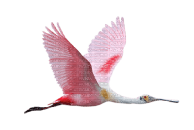 oiseau rose - png grátis