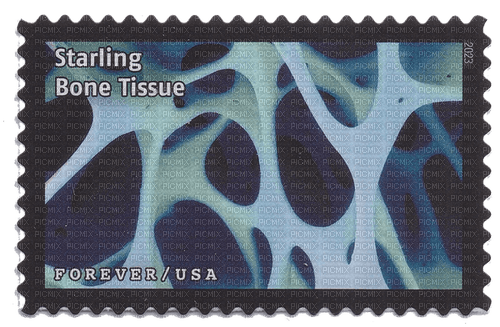 starling bone tissue - zdarma png