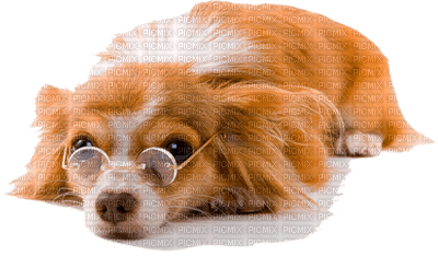dog wearing glasses bp - 無料png