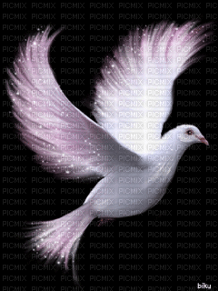 dove - Free animated GIF
