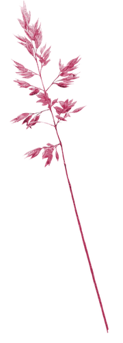 Plants.plante.Pink.Victoriabea - png grátis