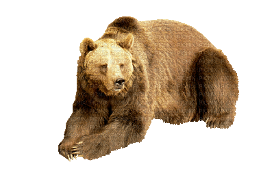 Kaz_Creations Animated Brown Bear - Darmowy animowany GIF