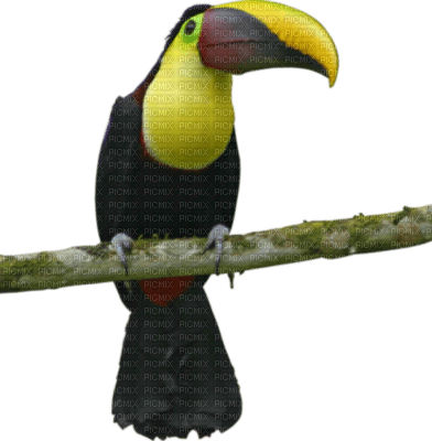 toucan - ücretsiz png