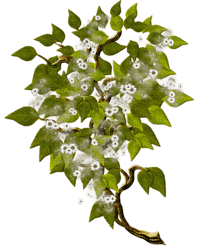 branch by nataliplus - zadarmo png