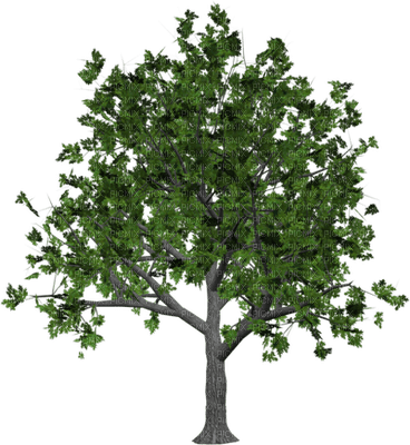 Kaz_Creations Trees Tree Colours - png gratuito