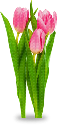 Tulips.Pink - nemokama png