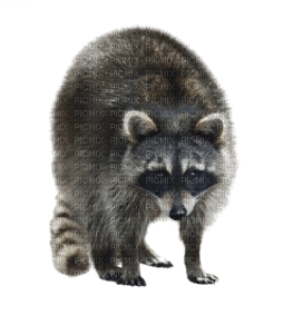 raccoon bp - 免费PNG