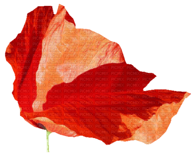 coquelicot - png ฟรี
