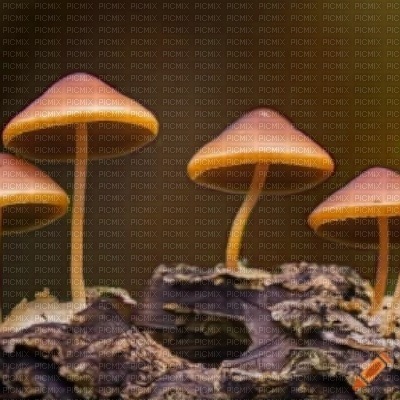 Brown Mushrooms on a Stump - Free PNG