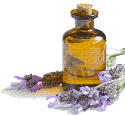 lavender flowers bp - darmowe png