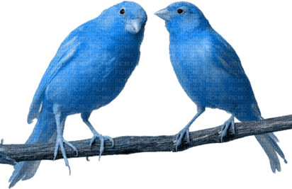 vogel bird blau blue - фрее пнг