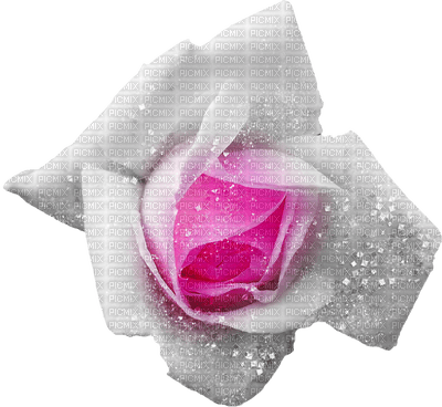 winter hiver rose snow neige flower fleur - PNG gratuit