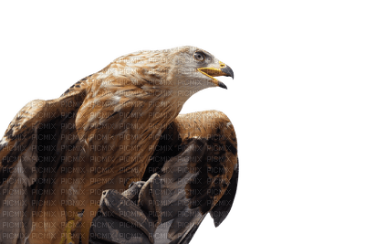 eagle bp - Free PNG