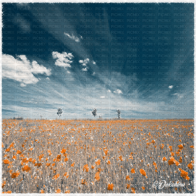 dolceluna poppy poppies field animated background - GIF animasi gratis