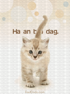ani katt-text-bra dag - Gratis geanimeerde GIF