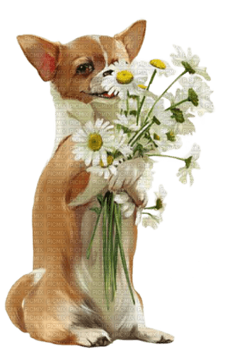 loly33 chien marguerite - zdarma png