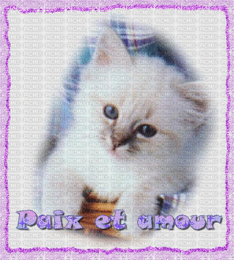 chat de paix et d'amour - 免费动画 GIF