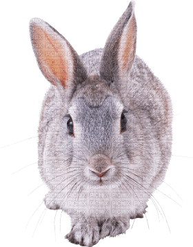 Kaz_Creations Rabbit - 免费PNG