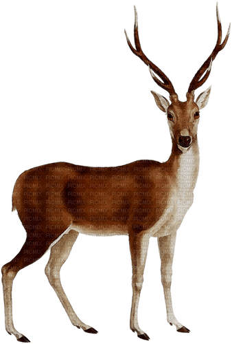 gazelle - besplatni png