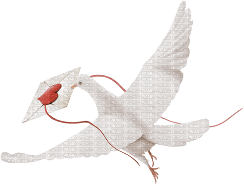 messager white dove - png gratis