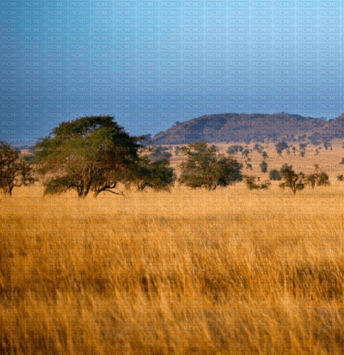 Rena Savanne Afrika - ilmainen png