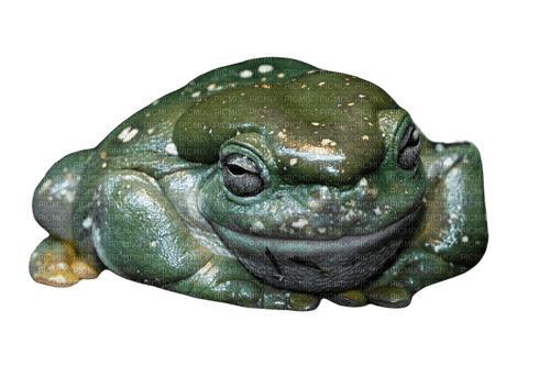 david clode big head frog - png ฟรี