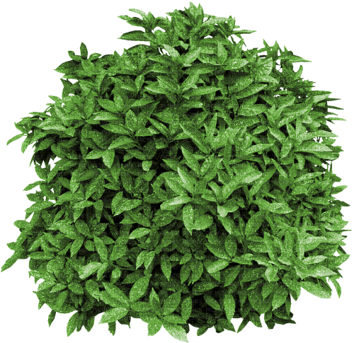 bush by nataliplus - bezmaksas png
