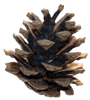 pine cone - png gratuito