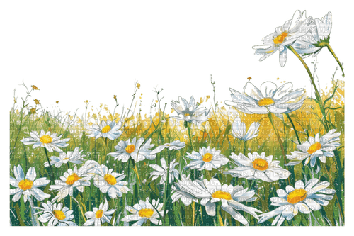 daisy field Bb2 - png gratis