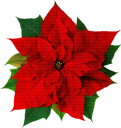 Christmas.Flower.Green.Red - png ฟรี