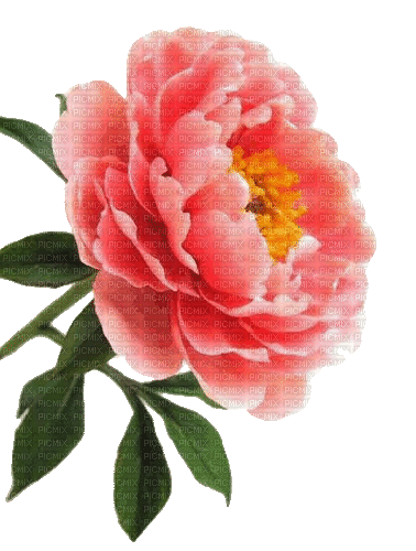Peonie, hellrot, Blume - Gratis geanimeerde GIF