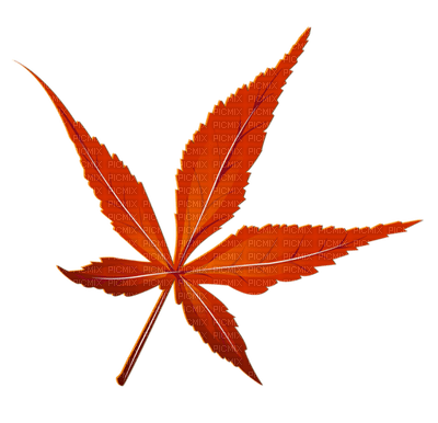 Kaz_Creations Autumn Fall Leaves Leafs - ingyenes png