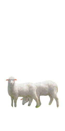 lambs - ücretsiz png