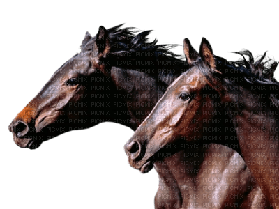 chevaux ** - zadarmo png