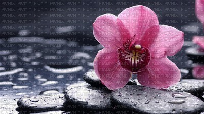 fleur rose/eau - PNG gratuit