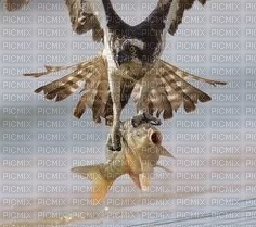 Eagle With Fish - бесплатно png