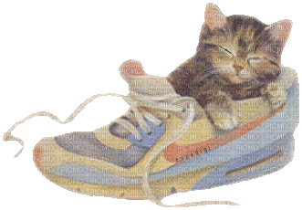 cat in shoe - Gratis animeret GIF