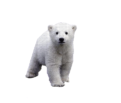 bear - Free animated GIF