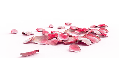 rose petals Bb2 - png ฟรี