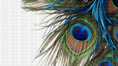 Kaz_Creations Deco Peacock Backgrounds Background - ilmainen png