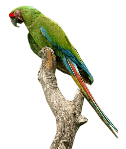 Perroquet - darmowe png
