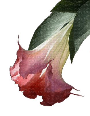 Flower Olgia - besplatni png