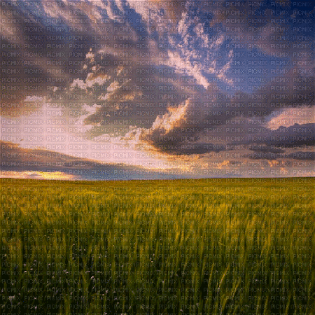 champ de blé fond gif field corn - GIF animasi gratis